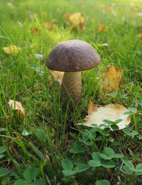 lingonberryhouse, mushrooms, garden, autumn, syksy, sienet, mökin piha