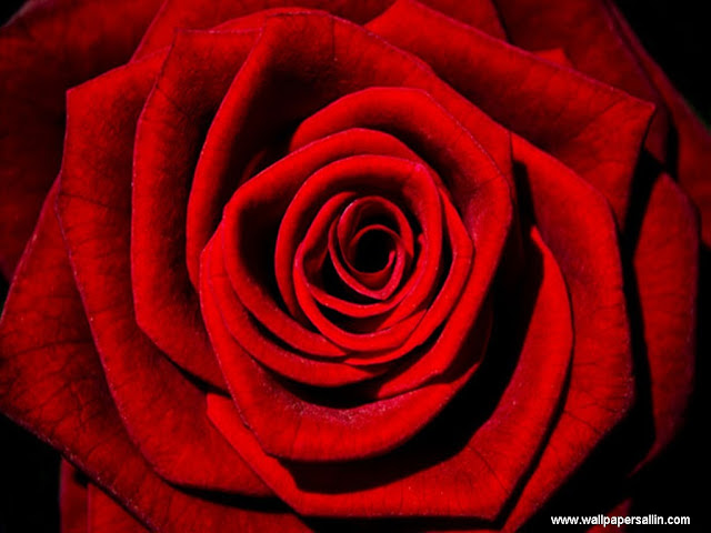 Rose Flower Wallpaper -1