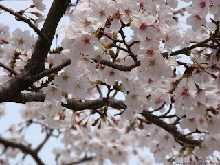 벚꽃(sakura)