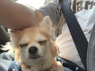 散歩の後、車で直ぐに眠くなるミント