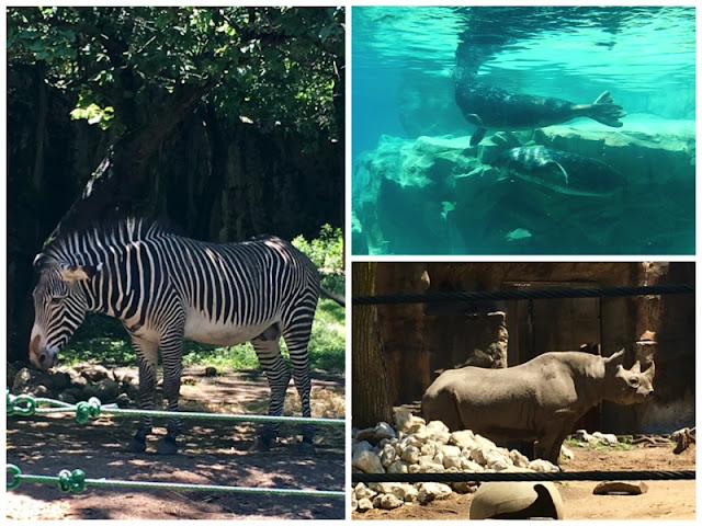 zebra sea lion rhino at lincoln park zoo