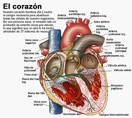 Resultado de imagen para CORAZON VALVULAS