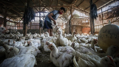 Indonesia Terancam Dibanjiri  Ayam Impor dari Brasil, Ketua DPD Minta Pemerintah Antisipasi