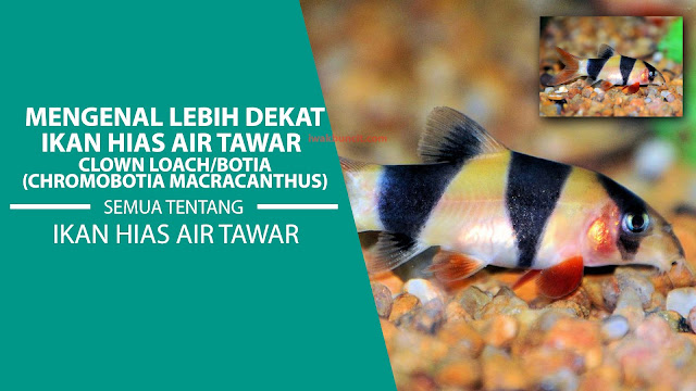 Mengenal Lebih Dekat: Ikan Clown Loach (Chromobotia macracanthus): Cara Pelihara, Tips dan Trik Pemberian Pakan