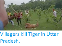 https://sciencythoughts.blogspot.com/2019/07/villagers-kill-tiger-in-uttar-pradesh.html