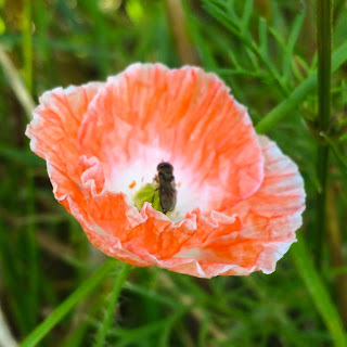 Orange Flower Kilcullen