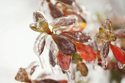 winter, snow, leesburg va, ice, winter wonderland, Virginia photographer, nature, landscape photography, frozen, 100mm f/2.8 Macro, canon, photoblog, loudoun county, 