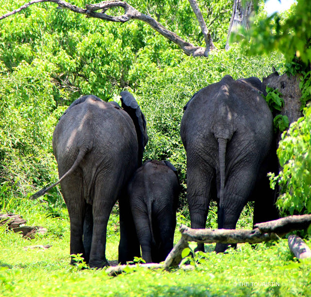 Elephants. Botswana. Chobe National Park. The Touristin. Dorothee Lefering