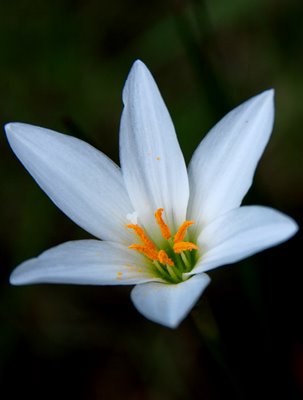 smart_ebook: Bunga Bakung (Bunga Lily)