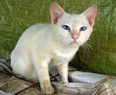 Albino Cat