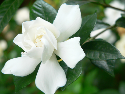 Romantic Flowers: Jasmine Flowers