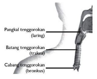 Bagian tenggorokan