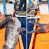 NALAMBAT SA PALAWAN,Isang Dambuhalang 'Blue Marlin' na aabot sa 270 kilos