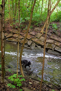 Dog playing in Newtonbrook Creek in East Don River Park