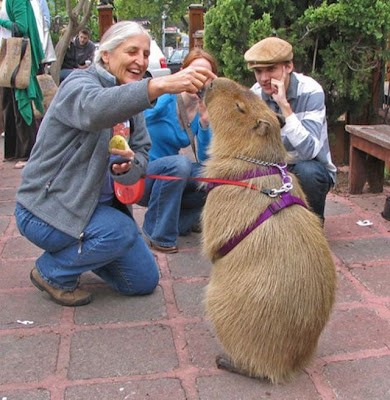 Caplin Rous, World's Most Famous Capybara Seen On www.coolpicturegallery.us