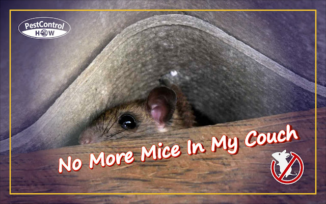 how-to-get-mice-away-from-my-couch