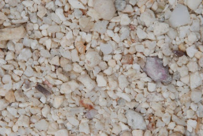 Animal Camouflage (51) 7