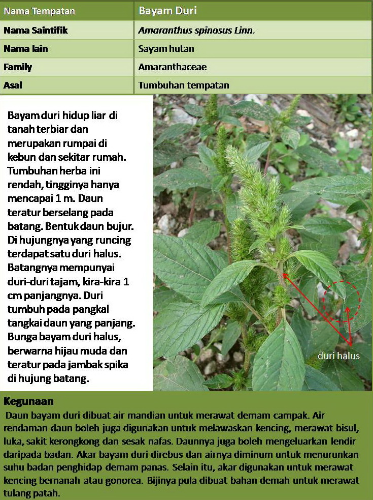 57+ Gambar Bayam Dari Akar Sampai Daun