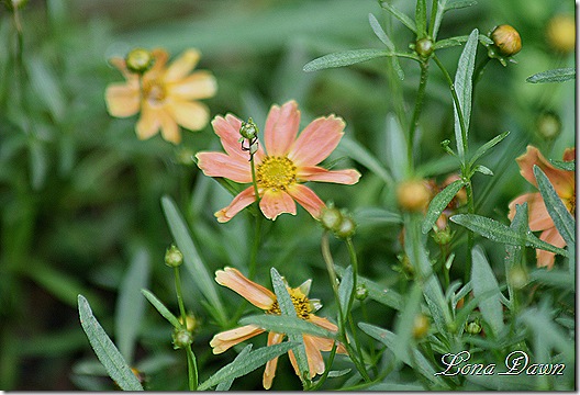 Coreopsis2_SiennaSunset
