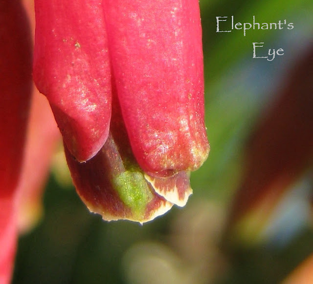 Lachenalia rubida detail from previous photo