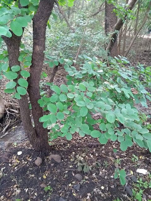 Garari, tekdi, Nature, Pune