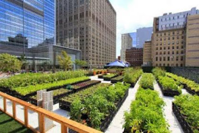 Urban Farming dan Contohnya