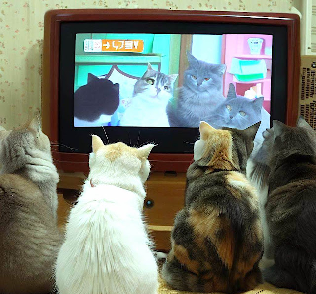 猫テレビ