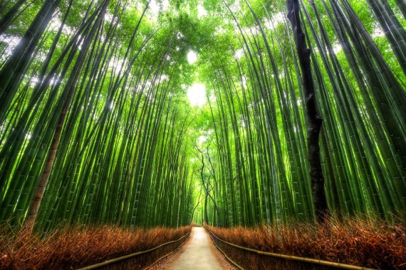 10 Terowongan Pohon Paling Indah di Dunia  ʟɪᴛᴛʟᴇ ᴡɪsʜ