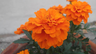 Marigold