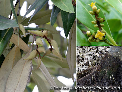 Api-api Putih (Avicennia alba)