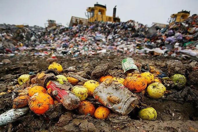 Why Do People Waste Food? Understanding the Causes and Solutions