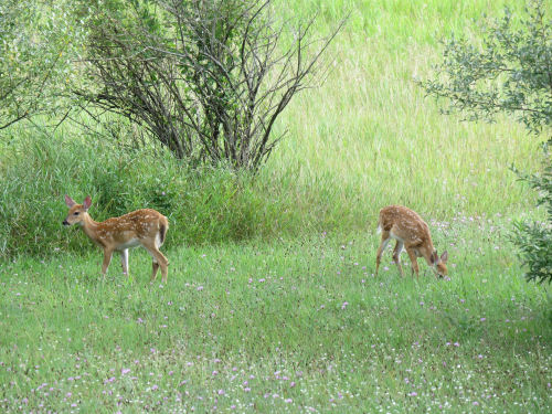 whitetail twin fawns