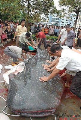 Nemoto: Ikan Lele Terbesar di Dunia !