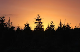 Dartmoor Christmas Trees