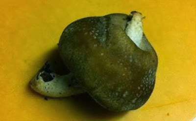 Mutant Fukushima fruits and vegetables