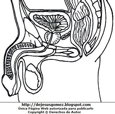 Dibujo de los órganos genitales masculinos para colorear pintar (Organos genitales del hombre - Vista lateral) . Dibujos de los órganos genitales masculinos hecho por Jesus Gómez