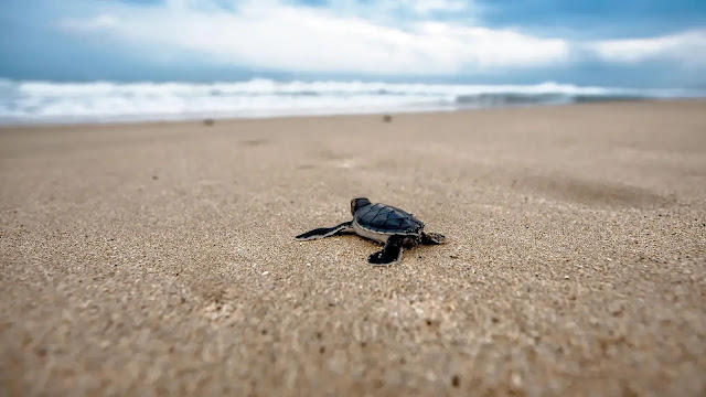Turtles At Beach