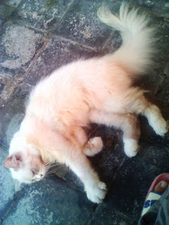 kucing himalaya