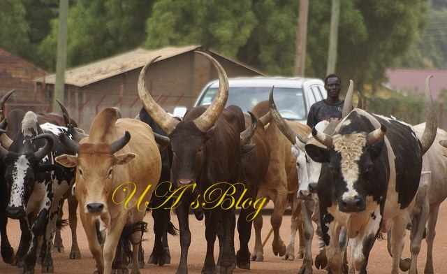 Abuja-Bound Train Crushes 52 Cows In Kaduna