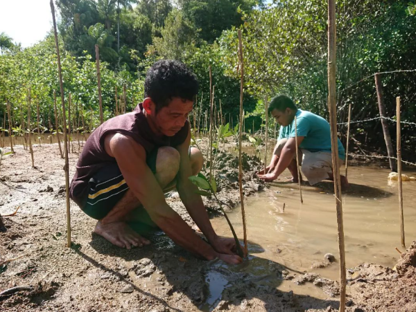 penanaman tanaman bakau ANDESPIN