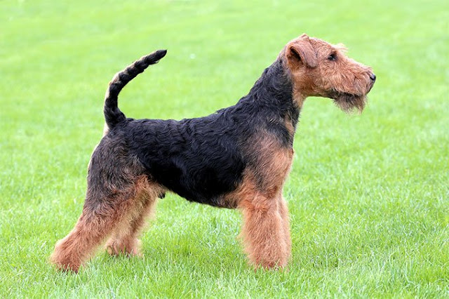 Welsh Terrier Dog