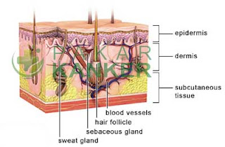 https://blogger.googleusercontent.com/img/b/R29vZ2xl/AVvXsEhB8W3CVocgKdGL5HiR4meBZ2ipbGBuIQBtRUNvBuuZREorO7BF3tb7Mbk43AUxDlzQt9gnhIW-cGKRHjqjVrLCtRZjepf5Nt9solrqGXKW6uETf2ShiEh19ZAWJsqMlvkpJU1vLOwCAS1c/s1600/kanker-kulit2.jpg