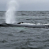 Enorme ballena jorobada recorre río Hudson en Manhattan