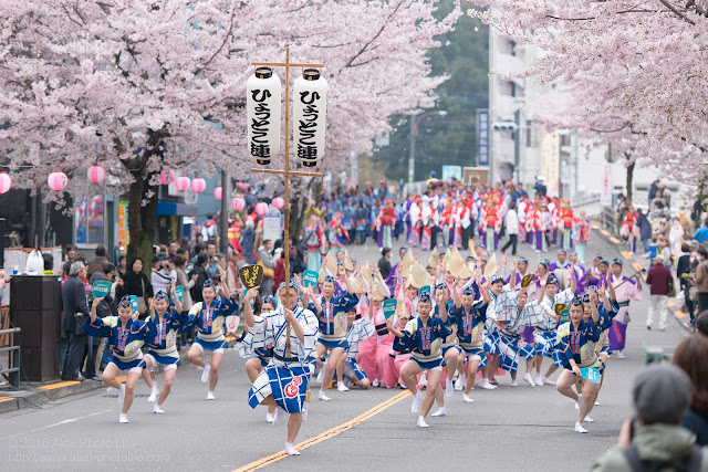 せいせき桜まつり、満開の桜の下で踊るひょっとこ連の阿波踊りの写真