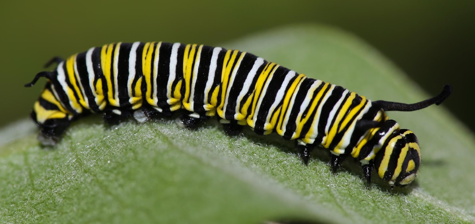 All of Nature: Monarch Caterpillar Growth