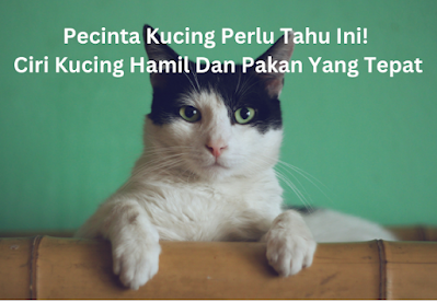 ciri kucing hamil dan jenis pakan yang tepat