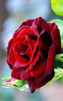 Rose wallpapers,(Rose photos,Rose pics,Rose pictures,Rose images,Rose day wallpapers,Flawers HD wallpaper)