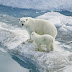 Polar Bear Family On Ice Wallpapers