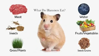 What do hamsters eat