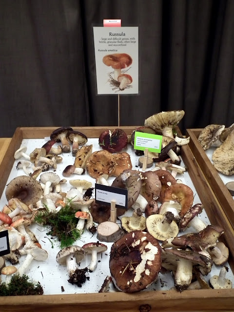 Rusulla varieties - not all of them edible mushrooms